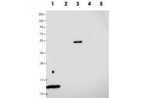 Image no. 2 for anti-Mitochondrial Ribosomal Protein L35 (MRPL35) antibody (ABIN5583740)