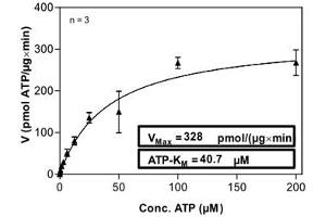 AKT1 Protein (AA 106-480) (His-GST)