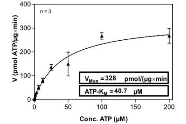 AKT1 Protein (AA 106-480) (His-GST)