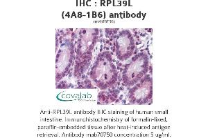 Image no. 1 for anti-Ribosomal Protein L39-Like (RPL39L) (AA 1-52), (full length) antibody (ABIN1723607)
