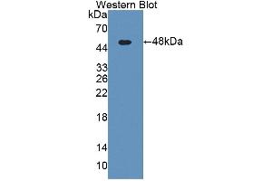Image no. 2 for anti-Kininogen 1 (KNG1) (AA 19-380) antibody (ABIN1862824)