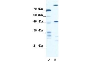 Image no. 1 for anti-NFS1 Nitrogen Fixation 1 Homolog (NFS1) (Middle Region) antibody (ABIN2777759)