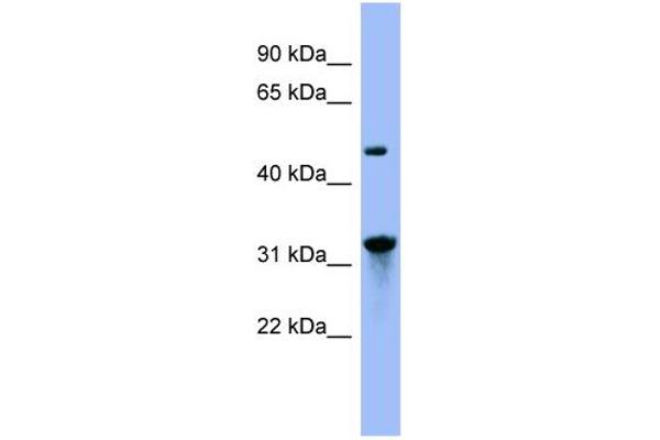 Nitrilase 1 antibody  (N-Term)