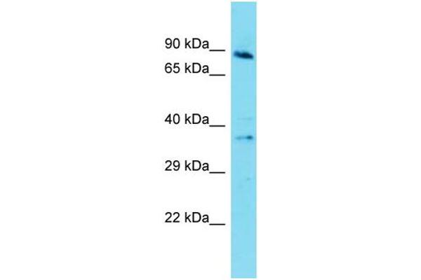 GPR141 antibody  (Middle Region)