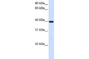 Image no. 1 for anti-Alcohol Dehydrogenase 1A (Class I), alpha Polypeptide (ADH1A) (N-Term) antibody (ABIN2776990)