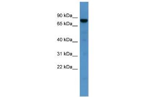 Image no. 1 for anti-DnaJ (Hsp40) Homolog, Subfamily C, Member 2 (DNAJC2) (C-Term) antibody (ABIN2788243)