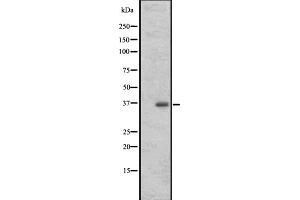 Image no. 2 for anti-Olfactory Receptor, Family 3, Subfamily A, Member 1 (OR3A1) antibody (ABIN6259522)