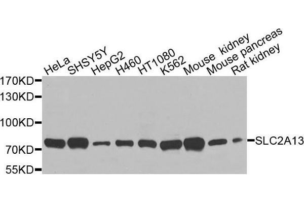 anti-Solute Carrier Family 2 (Facilitated Glucose Transporter), Member 13 (SLC2A13) antibody