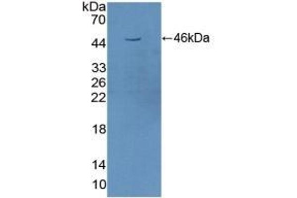 STAM2 antibody  (AA 1-377)