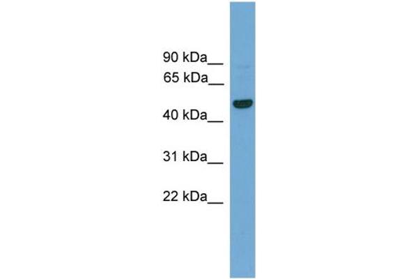 anti-GRAM Domain Containing 3 (GRAMD3) (Middle Region) antibody