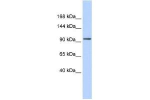 Image no. 1 for anti-Zinc Finger Protein 560 (ZNF560) (Middle Region) antibody (ABIN927592)