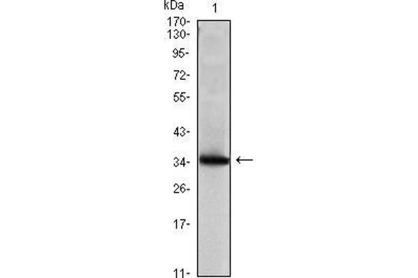 Mammaglobin A antibody