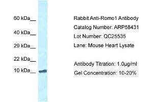 Image no. 1 for anti-Reactive Oxygen Species Modulator 1 (ROMO1) (N-Term) antibody (ABIN2787675)