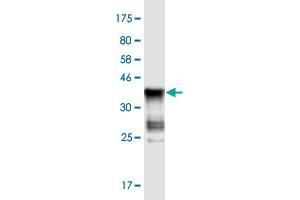 Image no. 2 for anti-Ankyrin Repeat and SOCS Box Containing 5 (ASB5) (AA 220-328) antibody (ABIN1774877)