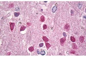 Image no. 1 for anti-Retinoblastoma-Like 2 (p130) (RBL2) (AA 878-913) antibody (ABIN1491690)