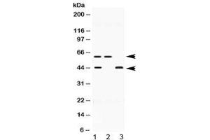 Image no. 1 for anti-E2F Transcription Factor 4, P107/p130-Binding (E2F4) (AA 106-144) antibody (ABIN5647555)