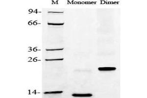 2 μg of BMP-2, Human was resolved with SDS-PAGE under reducing (Monomer) and non-reducing (Dimer) conditions and visualized by Coomassie Blue staining.