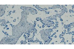 Image no. 1 for anti-Gastrulation Brain Homeo Box 2 (GBX2) (Internal Region) antibody (ABIN334408)