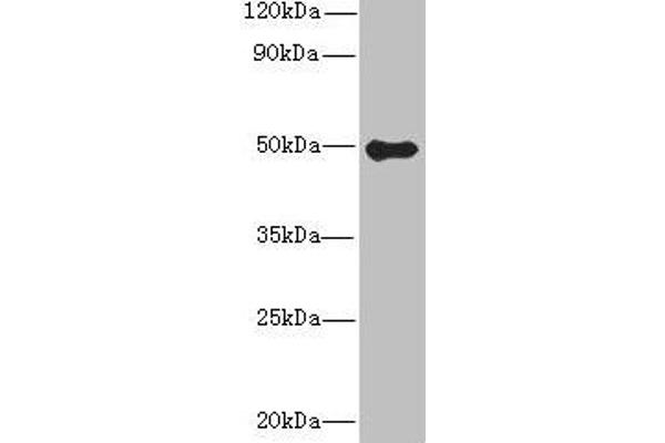 Gasdermin B antibody  (AA 63-310)