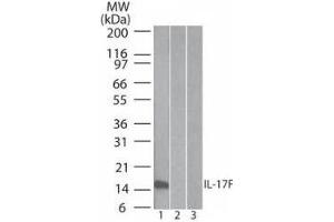 Image no. 1 for anti-Interleukin 17F (IL17F) antibody (ABIN1043779)