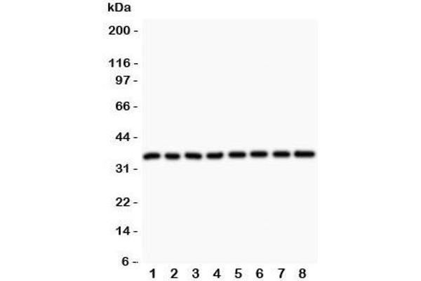 Cyclin D3 anticorps  (AA 136-292)