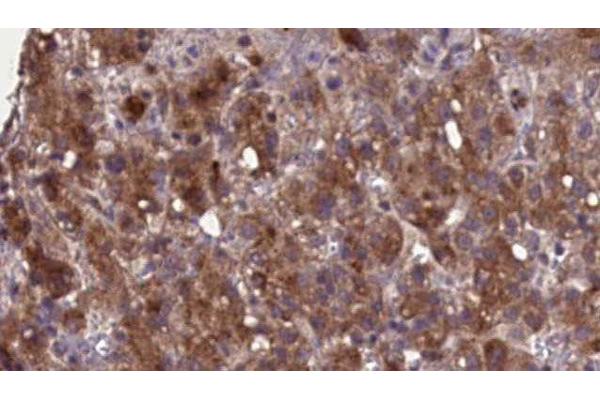 SLC22A6 antibody  (C-Term)