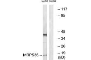 Image no. 1 for anti-Mitochondrial Ribosomal Protein S36 (MRPS36) (AA 4-53) antibody (ABIN1535029)