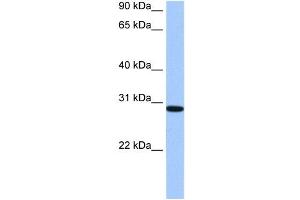 Image no. 1 for anti-RALY RNA Binding Protein-Like (RALYL) (C-Term) antibody (ABIN633555)