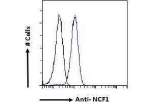 anti-Neutrophil Cytosol Factor 1 (NCF1) (C-Term) antibody