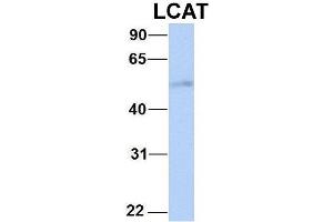 Image no. 5 for anti-Lecithin-Cholesterol Acyltransferase (LCAT) (C-Term) antibody (ABIN2776942)