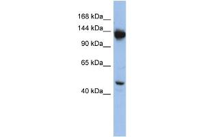 Image no. 1 for anti-Nardilysin (N-Arginine Dibasic Convertase) (NRD1) (Middle Region) antibody (ABIN2787813)