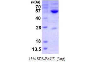 Image no. 1 for Glycine Amidinotransferase (L-Arginine:glycine Amidinotransferase) (GATM) (AA 38-423) protein (His tag) (ABIN668032)