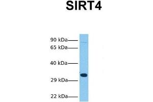 Image no. 3 for anti-Sirtuin 4 (SIRT4) (N-Term) antibody (ABIN2779655)