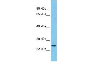Image no. 1 for anti-Transmembrane Emp24 Protein Transport Domain Containing 5 (TMED5) (C-Term) antibody (ABIN2791940)
