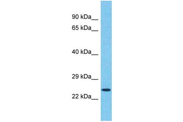 TMED5 antibody  (C-Term)