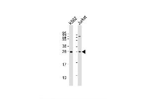 Image no. 4 for anti-Brain Abundant, Membrane Attached Signal Protein 1 (BASP1) (AA 123-150) antibody (ABIN653928)