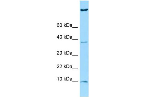 HGSNAT antibody  (C-Term)
