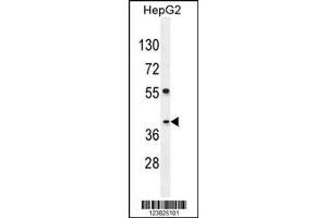 Image no. 1 for anti-SEC13 Homolog (SEC13) (AA 72-100) antibody (ABIN654695)