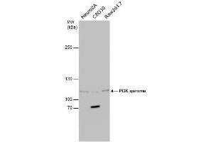 Image no. 1 for anti-Phosphoinositide-3-Kinase, Catalytic, gamma Polypeptide (PIK3CG) (C-Term) antibody (ABIN2855878)