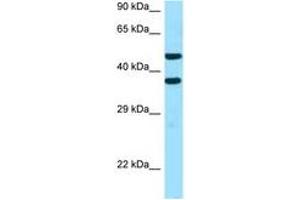 Image no. 1 for anti-Sideroflexin 2 (SFXN2) (AA 186-235) antibody (ABIN6747369)