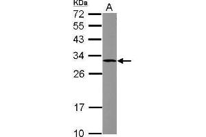 Image no. 2 for anti-Suppressor of Cytokine Signaling 3 (SOCS3) (C-Term) antibody (ABIN2855919)