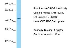 Image no. 1 for anti-Adiponectin Receptor 2 (ADIPOR2) (C-Term) antibody (ABIN2788598)