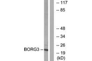 Image no. 1 for anti-CDC42 Effector Protein (Rho GTPase Binding) 5 (CDC42EP5) (AA 1-50) antibody (ABIN1534743)