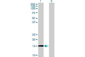 Image no. 2 for anti-Solute Carrier Family 50 (Sugar Transporter), Member 1 (RAG1AP1) (AA 1-167) antibody (ABIN2752414)