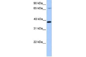 Image no. 1 for anti-Hydroxymethylbilane Synthase (HMBS) (N-Term) antibody (ABIN631916)