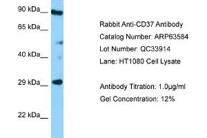 Image no. 1 for anti-Tetraspanin 26 (TSPAN26) (Middle Region) antibody (ABIN2789555)