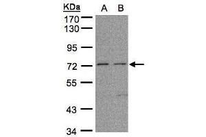 anti-Fibronectin Leucine Rich Transmembrane Protein 1 (FLRT1) (Center) antibody