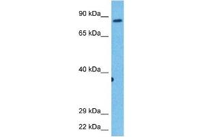 Image no. 1 for anti-Kinesin Family Member 2C (KIF2C) (C-Term) antibody (ABIN5514909)