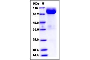 Image no. 1 for Signal-Regulatory Protein gamma (SIRPG) (AA 1-360) protein (Fc Tag) (ABIN2010014)
