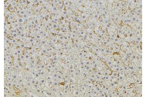 Image no. 3 for anti-Mitochondrial Ribosomal Protein L51 (MRPL51) (C-Term) antibody (ABIN6258523)